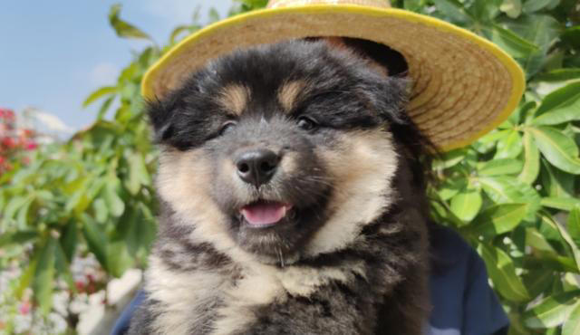 这五种“土狗”你一定都见过！第五种狗有钱也难买