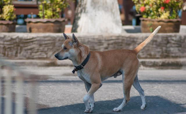 追溯中华田园犬的起源，你真的知道什么样的土狗才是正宗?