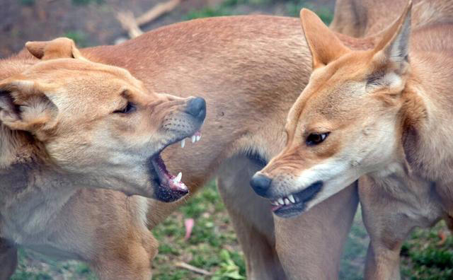 追溯中华田园犬的起源，你真的知道什么样的土狗才是正宗？