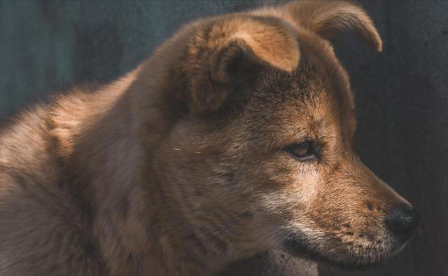 追溯中华田园犬的起源，你真的知道什么样的土狗才是正宗？