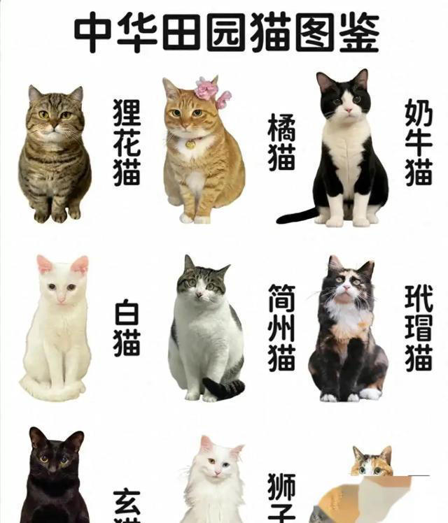 一文带你认识中华田园猫！说不定你养的就是！