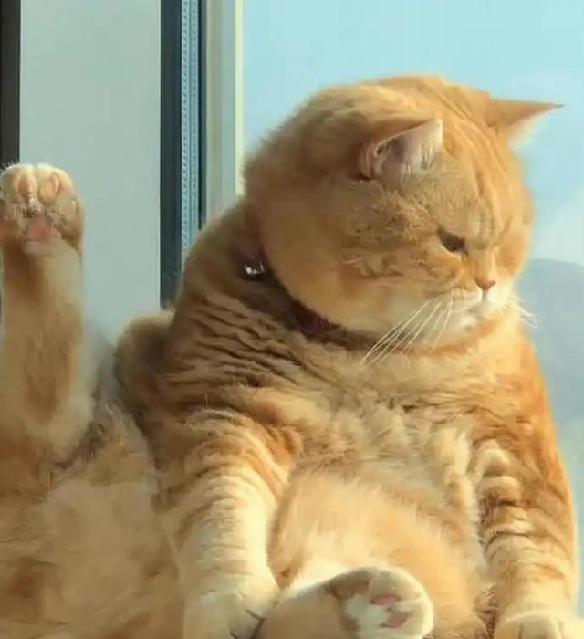 一文带你认识中华田园猫！说不定你养的就是！