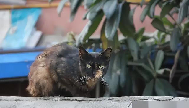 一文带你认识中华田园猫！说不定你养的就是！