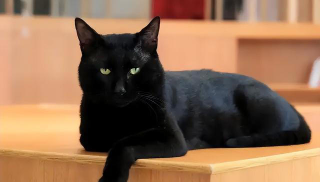 一文带你认识中华田园猫！说不定你养的就是！