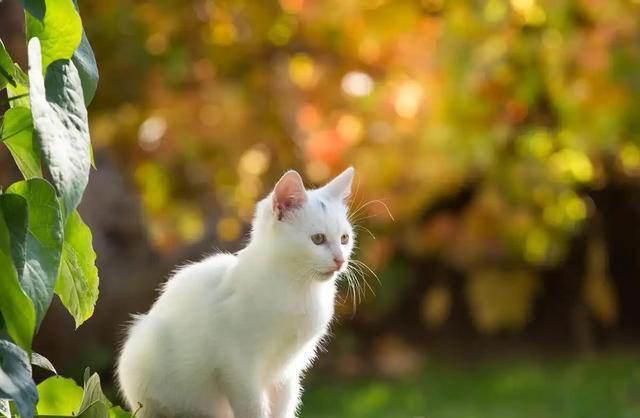 一文带你认识中华田园猫! 说不定你养的就是!