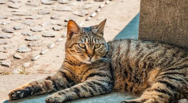 一文带你认识中华田园猫！说不定你养的就是！