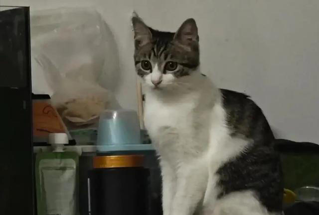 一文带你认识中华田园猫！说不定你养的就是！