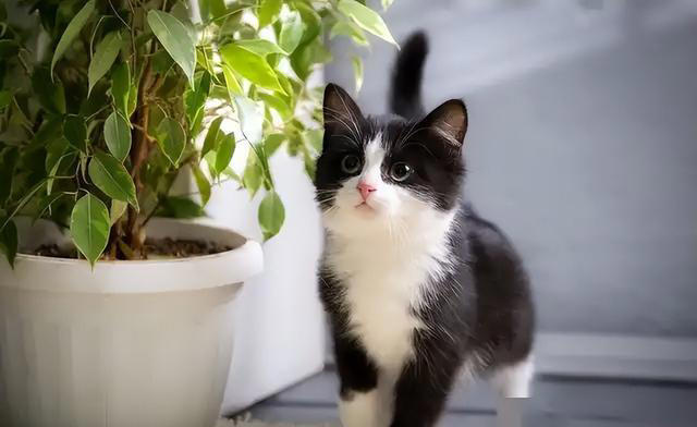 一文带你认识中华田园猫！说不定你养的就是！