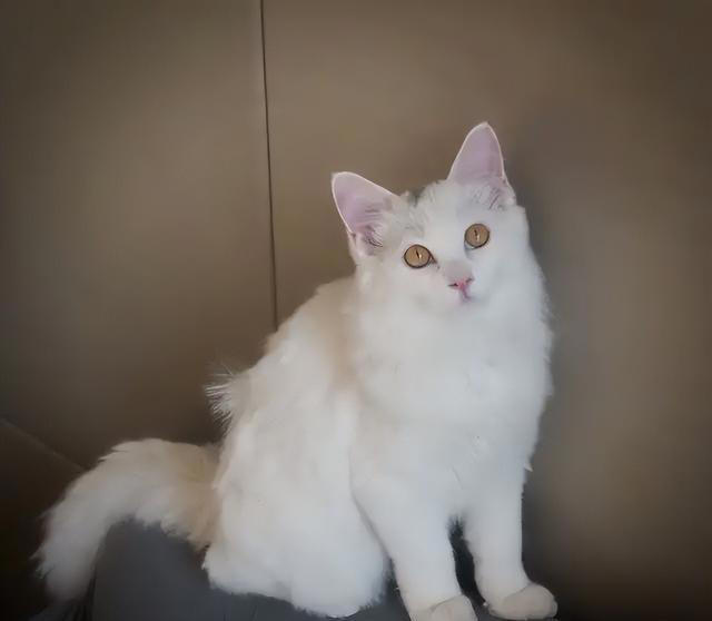 一文带你认识中华田园猫！说不定你养的就是！