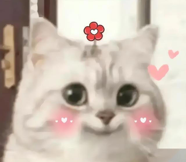 一文带你认识中华田园猫！说不定你养的就是！