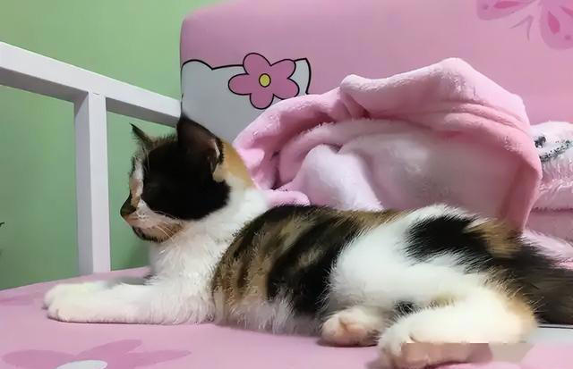 一文带你认识中华田园猫！说不定你养的就是！