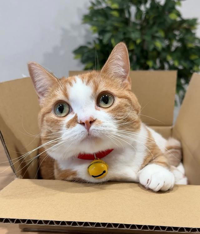 猫咪下巴一放，全世界都安静了：猫咪将下巴靠在床边时是在表达啥