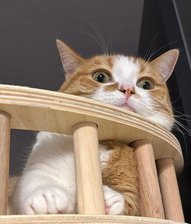 猫咪下巴一放，全世界都安静了：猫咪将下巴靠在床边时是在表达啥