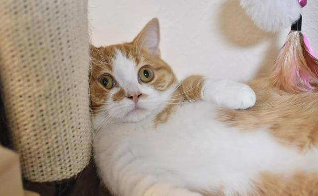 猫咪下巴一放，全世界都安静了：猫咪将下巴靠在床边时是在表达啥