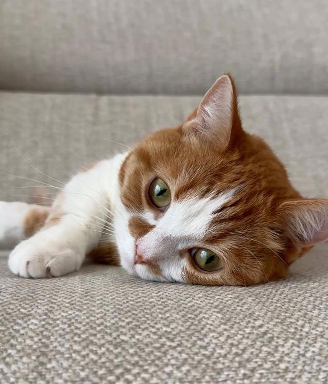 猫咪下巴一放，全世界都安静了：猫咪将下巴靠在床边时是在表达啥