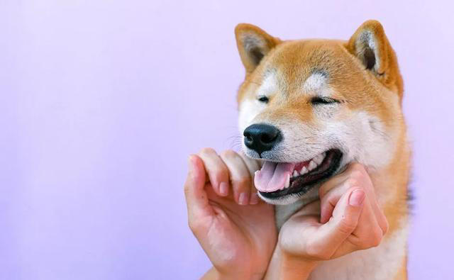 兽医爆料：常摸狗狗这几个地方，它就会对你死心塌地!