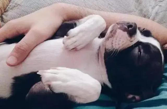 兽医爆料：常摸狗狗这几个地方，它就会对你死心塌地！