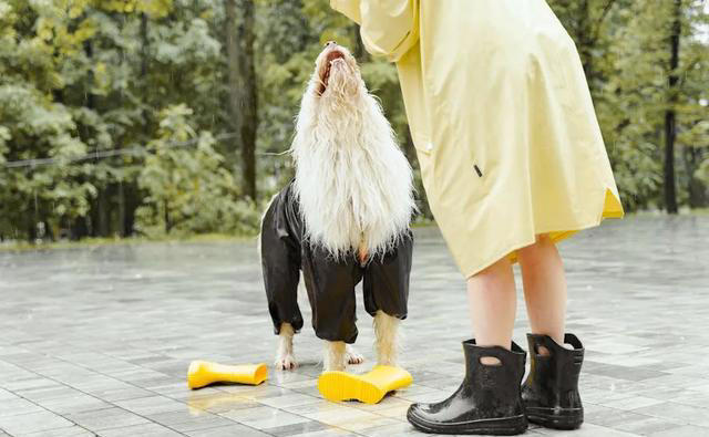 兽医爆料：常摸狗狗这几个地方，它就会对你死心塌地！