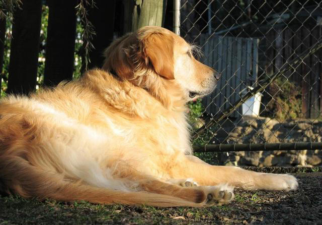 狗狗想念主人时，通常会有6大表现，看了让人心疼