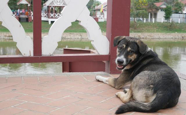 狗狗想念主人时，通常会有6大表现，看了让人心疼