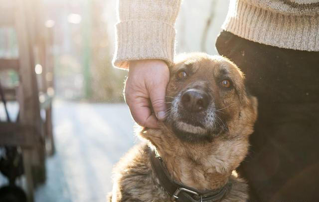 狗狗想念主人时，通常会有6大表现，看了让人心疼