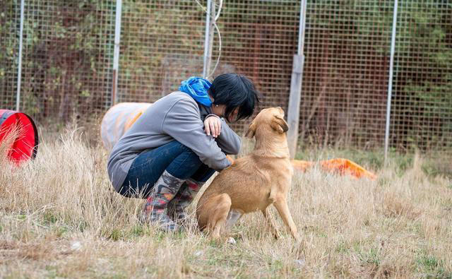 狗狗想念主人时，通常会有6大表现，看了让人心疼