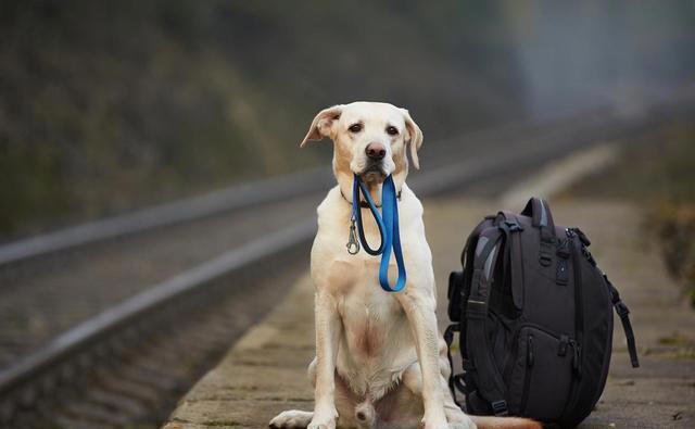 狗狗想念主人时，通常会有6大表现，看了让人心疼