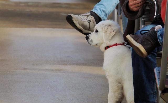 狗狗想念主人时，通常会有6大表现，看了让人心疼