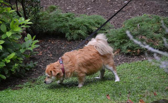 狗狗想念主人时，通常会有6大表现，看了让人心疼