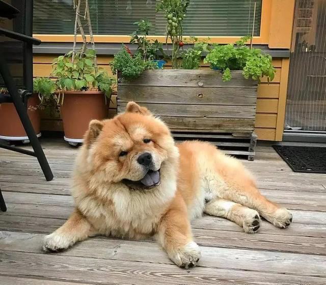 公认“最笨”的3种狗的“最聪明”的3种狗，你养了什么狗？