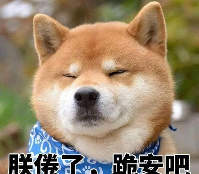 公认“最笨”的3种狗的“最聪明”的3种狗，你养了什么狗？