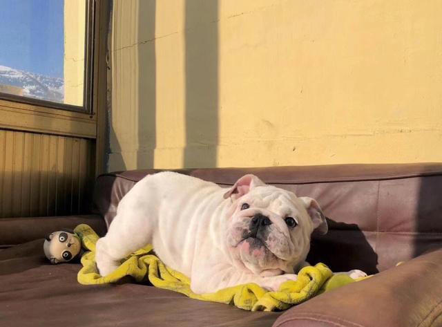 公认“最笨”的3种狗的“最聪明”的3种狗，你养了什么狗？