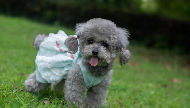 公认“最笨”的3种狗的“最聪明”的3种狗，你养了什么狗？