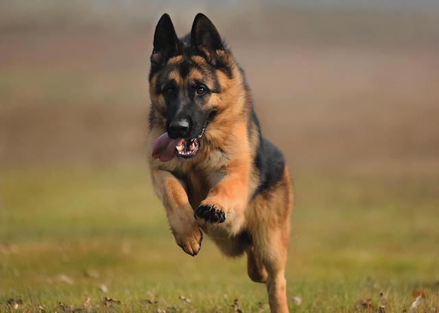 公认“最笨”的3种狗的“最聪明”的3种狗，你养了什么狗？