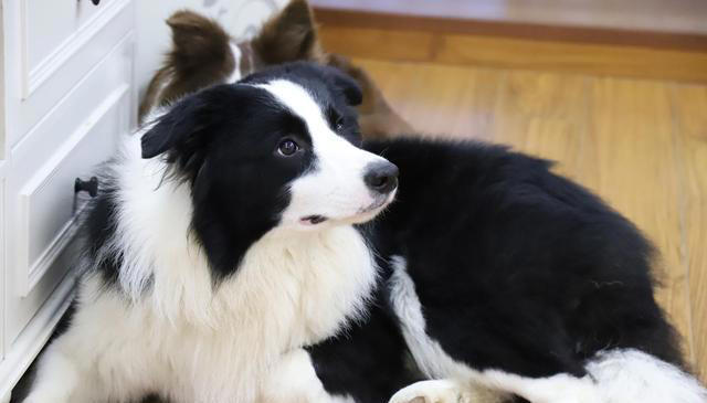 公认“最笨”的3种狗和“最聪明”的3种狗，你养了什么狗?