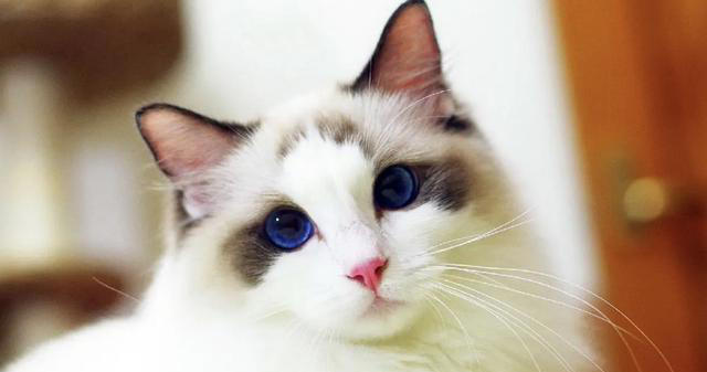 养了这三种猫，不洗澡家里也香香的！就是不臭！