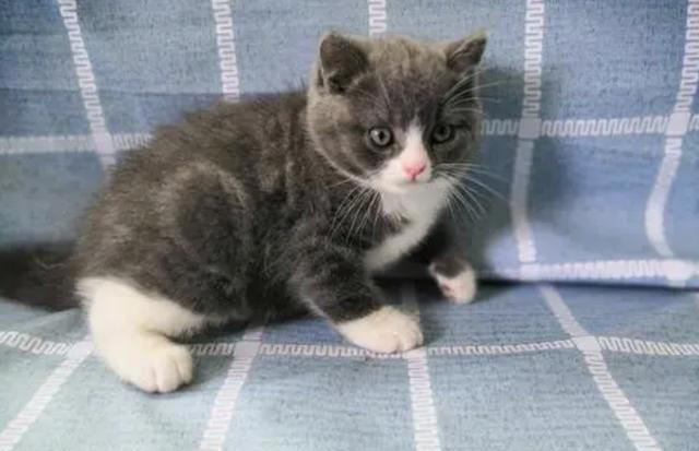 养了这三种猫，不洗澡家里也香香的！就是不臭！