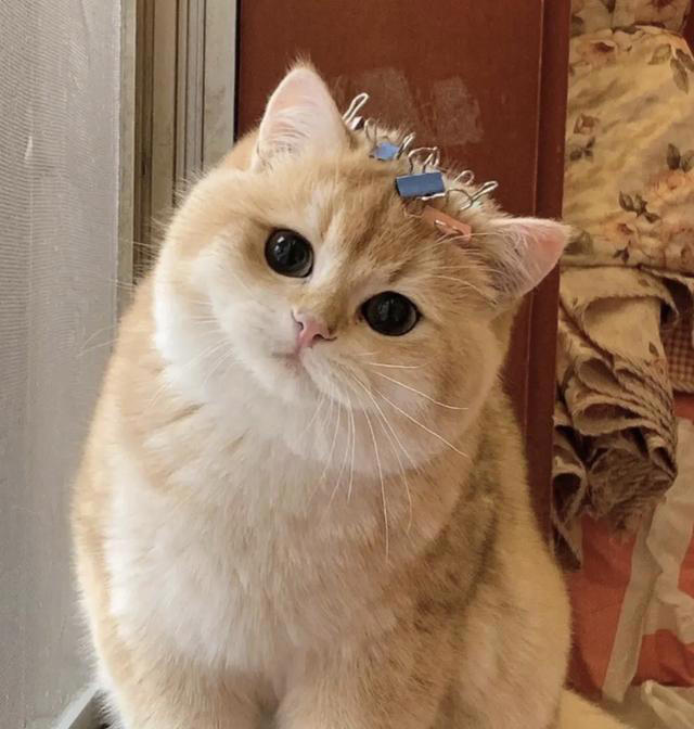 养了这三种猫，不洗澡家里也香香的！就是不臭！