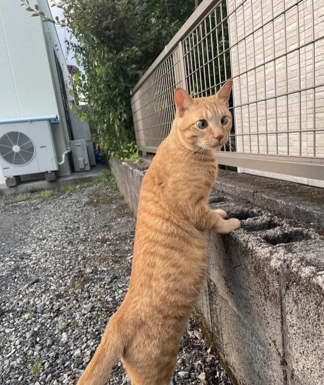 养了这三种猫，不洗澡家里也香香的！就是不臭！