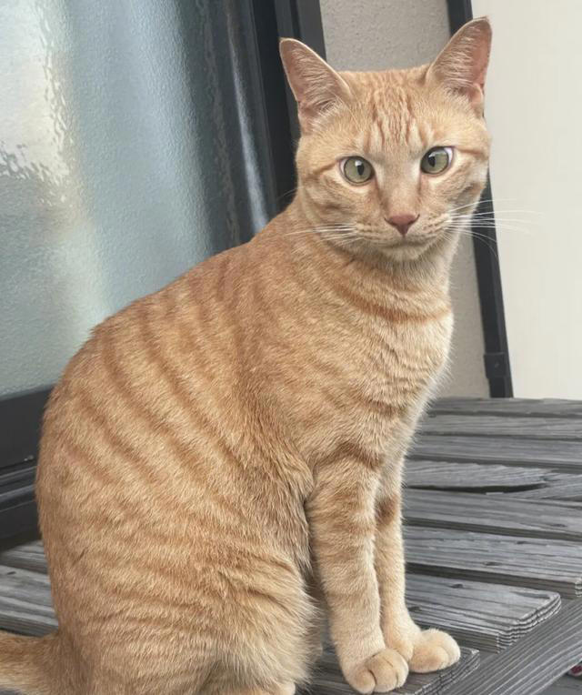 养了这三种猫，不洗澡家里也香香的！就是不臭！