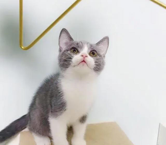 养了这三种猫，不洗澡家里也香香的！就是不臭！