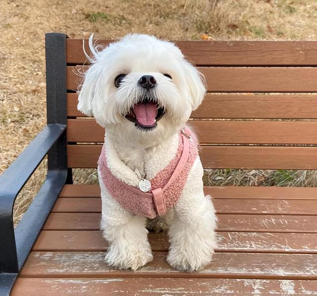 排行榜：寿命最长的5种狗狗，你家的上榜了吗？