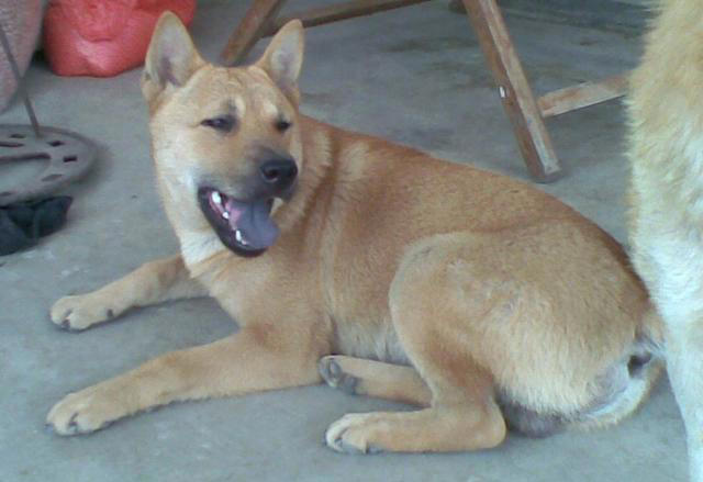 排行榜：寿命最长的5种狗狗，你家的上榜了吗?