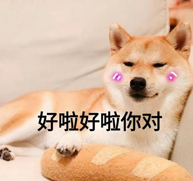 排行榜：寿命最长的5种狗狗，你家的上榜了吗？