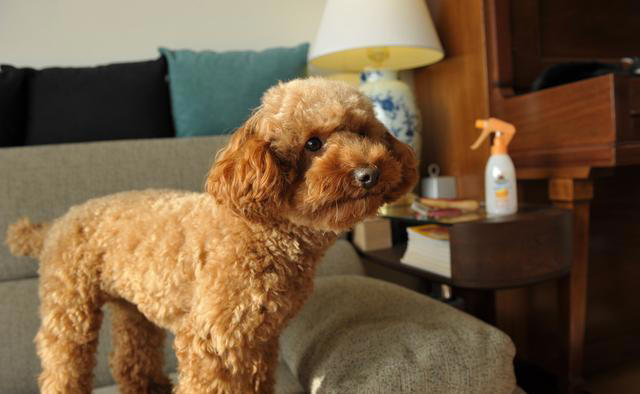 排行榜：寿命最长的5种狗狗，你家的上榜了吗？