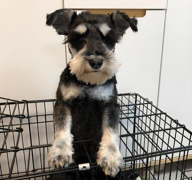 排行榜：寿命最长的5种狗狗，你家的上榜了吗？