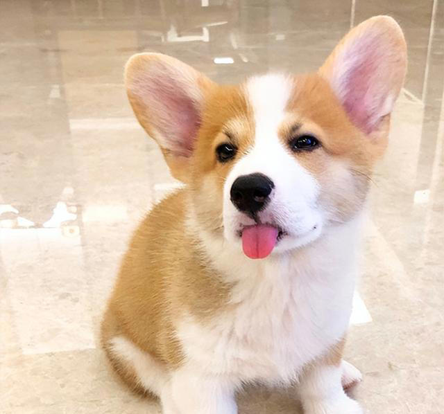 排行榜：寿命最长的5种狗狗，你家的上榜了吗？