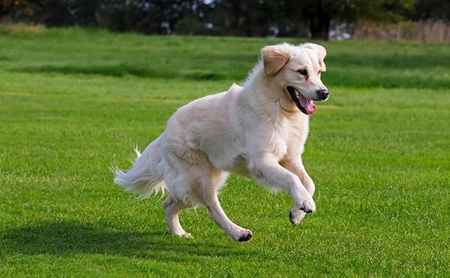 排行榜：寿命最长的5种狗狗，你家的上榜了吗？