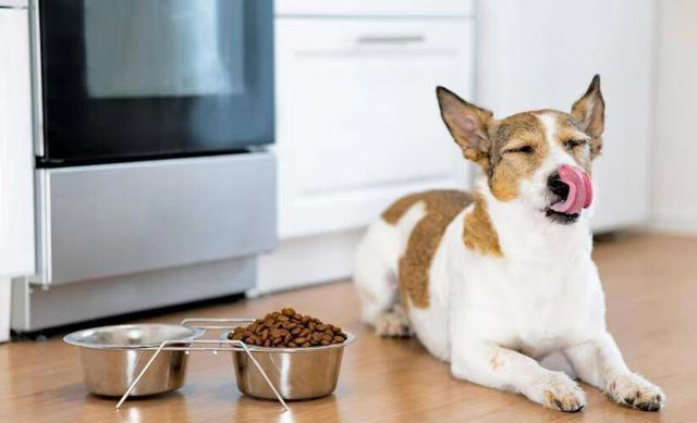 排行榜：寿命最长的5种狗狗，你家的上榜了吗？