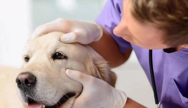 排行榜：寿命最长的5种狗狗，你家的上榜了吗？